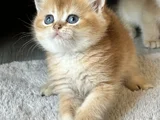 Üst Kalite Orijinal British Shorthair Golden
