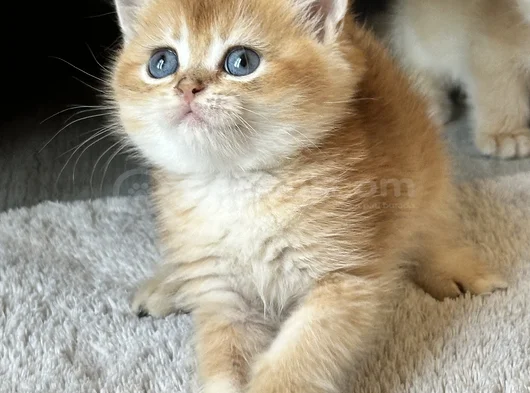 Üst Kalite Orijinal British Shorthair Golden görsel
