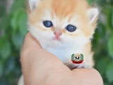 Munchkin Cuce Kedi