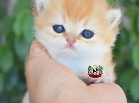 Munchkin Cuce Kedi görsel