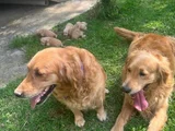 Baybface Orjinal Golden Bebekler