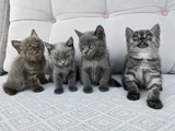 Gri british shorthair yavrularımız