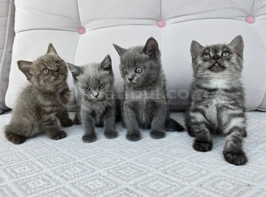 Gri British Shorthair Yavrularımız