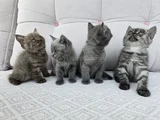 Gri British Shorthair Yavrularımız