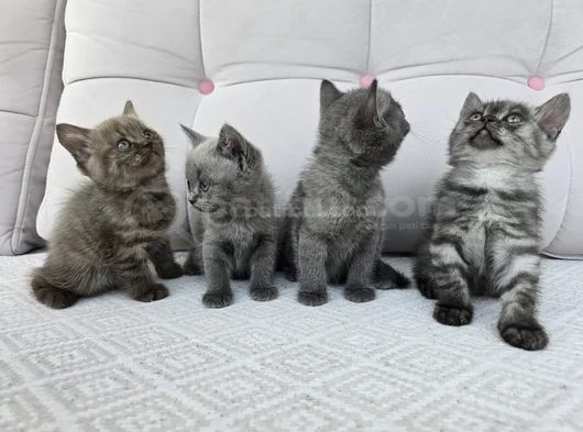 Gri British Shorthair Yavrularımız görsel
