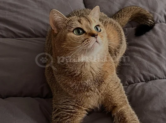 Ücretsi̇z Ny 25 Golden Bri̇ti̇sh Shorthai̇r görsel