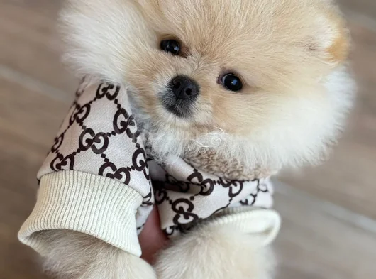 Pofuduk Tüy Yumağı görsel