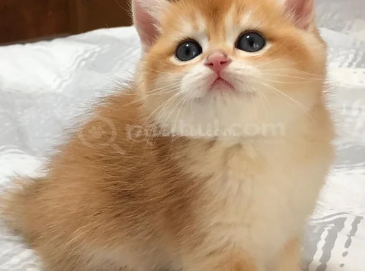 A Kalite Bri̇ti̇sh Shorthai̇r Golden  Yavrular