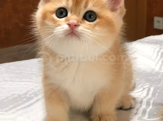 A Kalite Bri̇ti̇sh Shorthai̇r Golden  Yavrular görsel