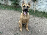 Hera yı ücretsiz sahiplendiriyorum