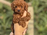 Korea Kan Teacup Poodle