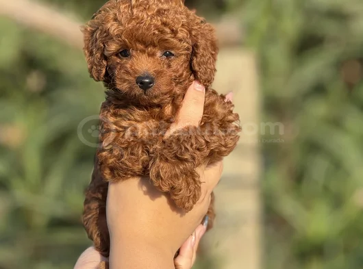 Korea Kan Teacup Poodle görsel