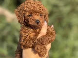KOREA KAN TEACUP POODLE