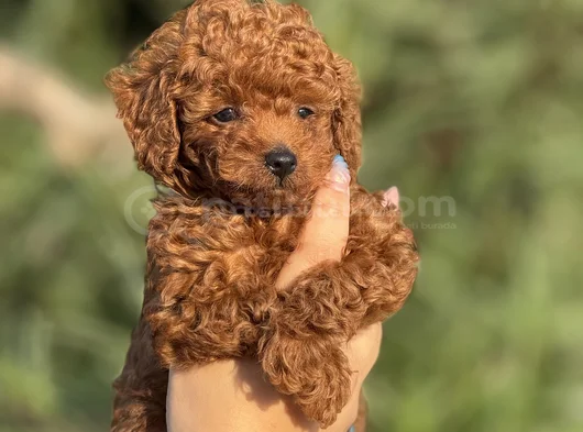 Korea Kan Teacup Poodle