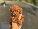 Korea Kan Teacup Poodle
