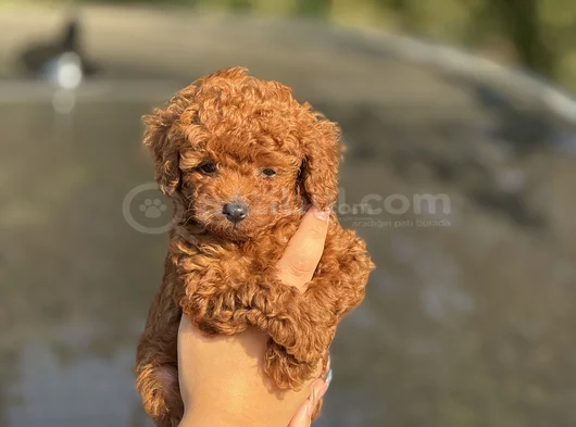 Korea Kan Teacup Poodle görsel