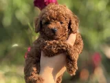 Korea Kan Teacup Poodle