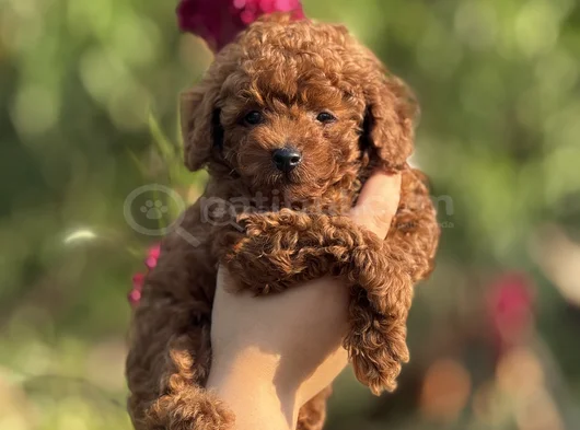 Korea Kan Teacup Poodle görsel