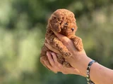 Korea Kan Teacup Poodle
