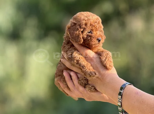 Korea Kan Teacup Poodle görsel