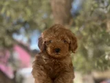 Uygun F2 Maltipoo yavrular