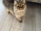 2 Yaşinda Yeti̇şki̇n Chi̇nchi̇lla - İran Kedi̇si̇