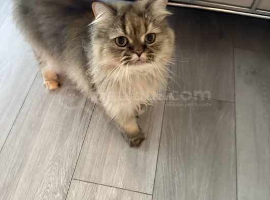 2 Yaşinda Yeti̇şki̇n Chi̇nchi̇lla - İran Kedi̇si̇ görsel