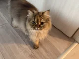 2 YAŞINDA YETİŞKİN CHİNCHİLLA - İRAN KEDİSİ