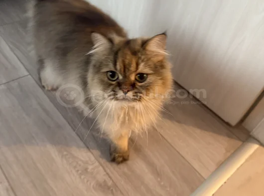 2 Yaşinda Yeti̇şki̇n Chi̇nchi̇lla - İran Kedi̇si̇