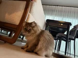 2 Yaşinda Yeti̇şki̇n Chi̇nchi̇lla - İran Kedi̇si̇