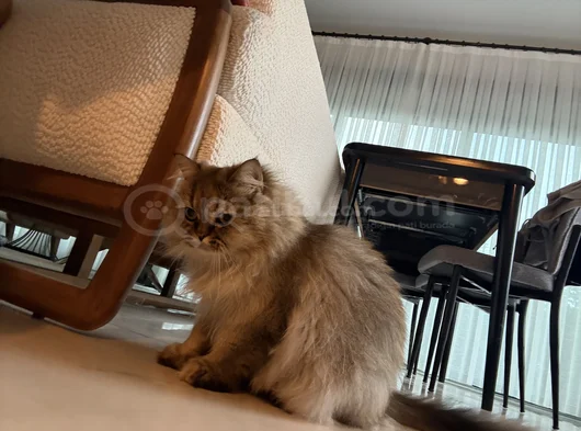 2 Yaşinda Yeti̇şki̇n Chi̇nchi̇lla - İran Kedi̇si̇ görsel