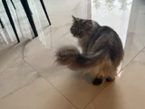 2 Yaşinda Yeti̇şki̇n Chi̇nchi̇lla - İran Kedi̇si̇