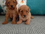 Toy Poodle Yavrularımız