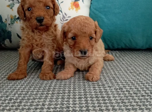 Toy Poodle Yavrularımız görsel