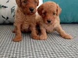 Toy Poodle Yavrularımız