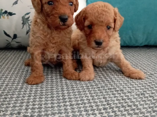 Toy Poodle Yavrularımız görsel