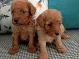 Toy Poodle Yavrularımız
