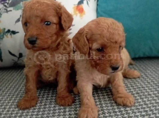 Toy Poodle Yavrularımız görsel