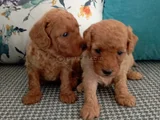 Toy Poodle Yavrularımız