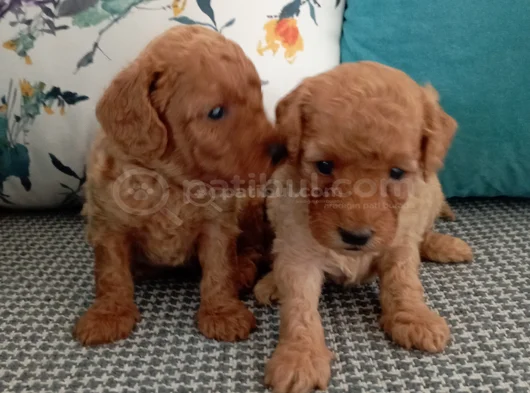 Toy Poodle Yavrularımız görsel