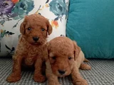 Toy poodle yavrularımız