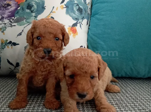Toy Poodle Yavrularımız