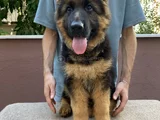 Alman Çoban Köpeği