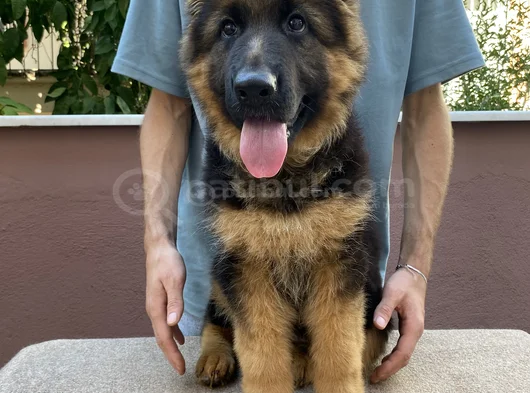 Alman Çoban Köpeği görsel