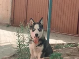 4 aylık aşıları tam HUSKY