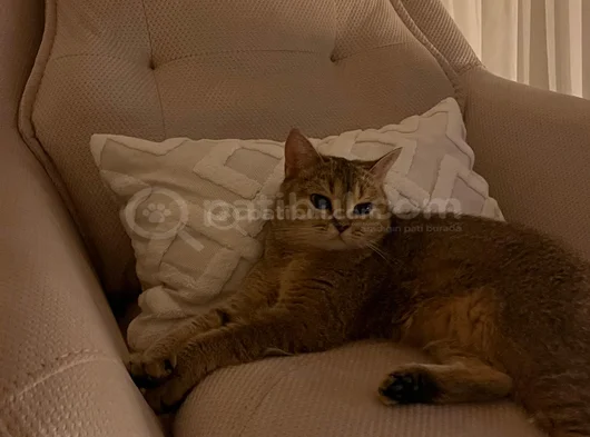 Ücretsi̇z Ny 25 Golden Bri̇ti̇sh Shorthai̇r görsel