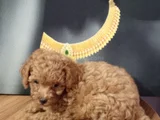 Çok Tatlı Orijinal Toy Poodle Yavrusu