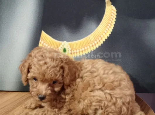 Çok Tatlı Orijinal Toy Poodle Yavrusu görsel