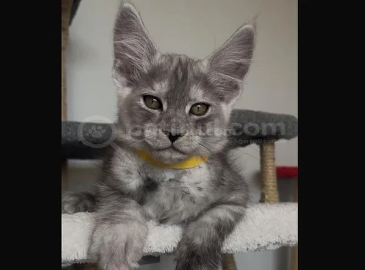 Şampiyon Soy Şecereli Safkan görsel