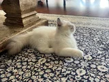 Ragdoll Yavru